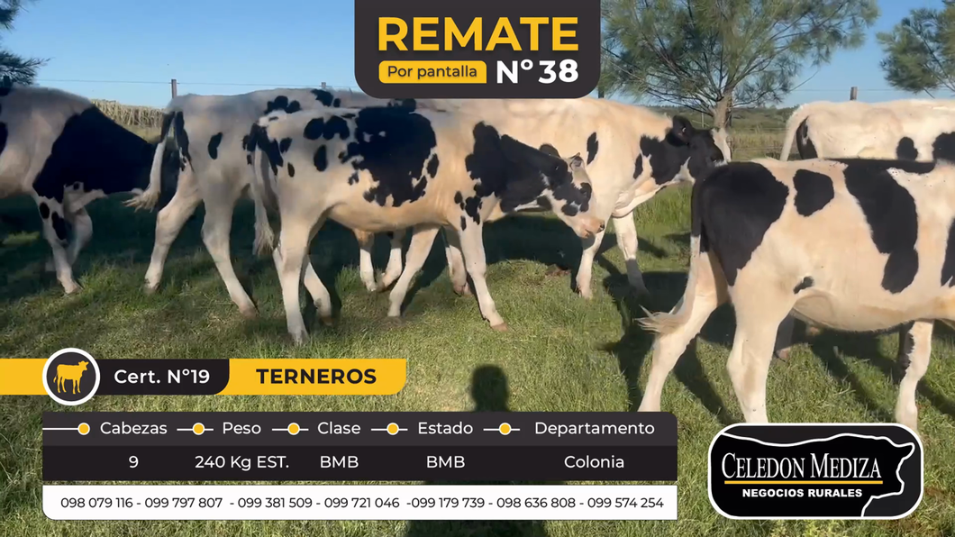 Lote 9 Terneros en Colonia