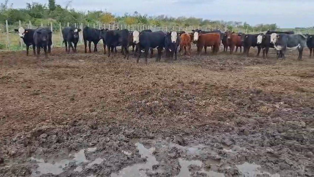 Lote 50 Terneros y Terneras en Las Víboras, Colonia