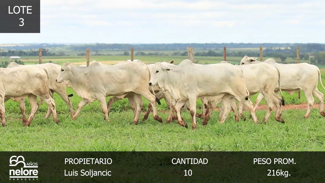 Lote LOTE 3