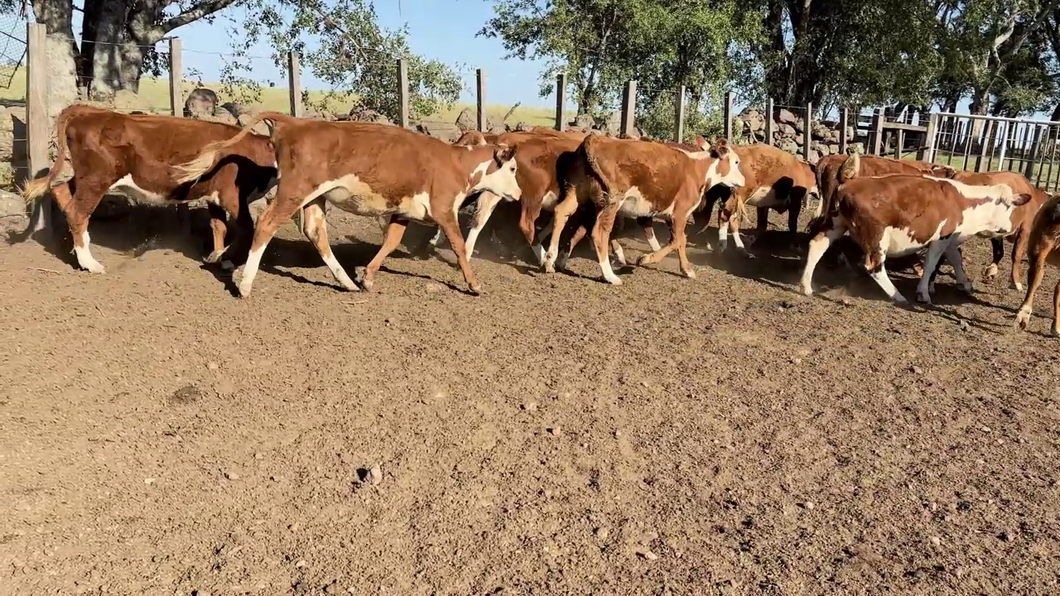 Lote VAQUILLONAS 1-2 AÑOS