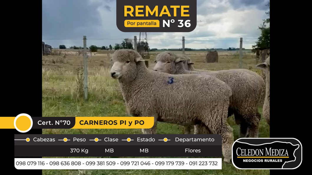 Lote 9 Carneros en Flores