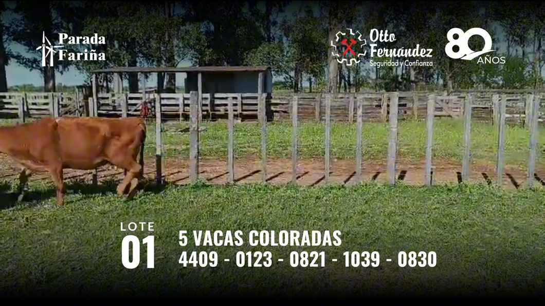 Lote 5 Vacas Coloradas