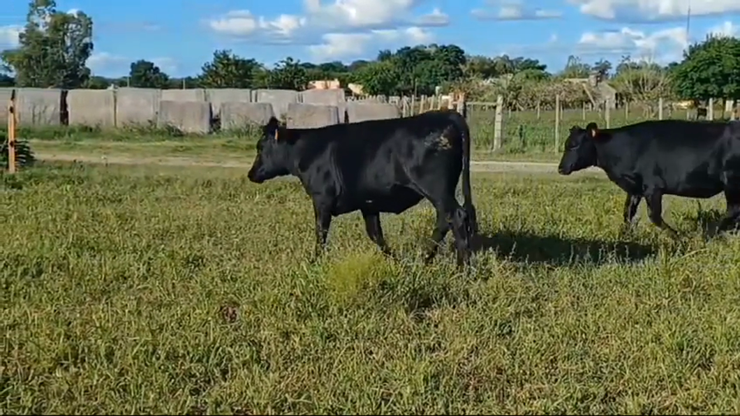 Lote 3 Vaquillonas 1 a 2 años ANGUS/ HOLANDO a remate en #42 Pantalla Carmelo  300kg -  en CUFRE