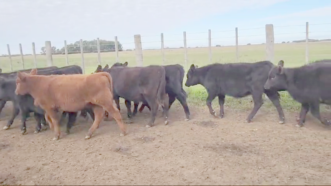 Lote 70 Terneras en Punta Indio, Buenos Aires