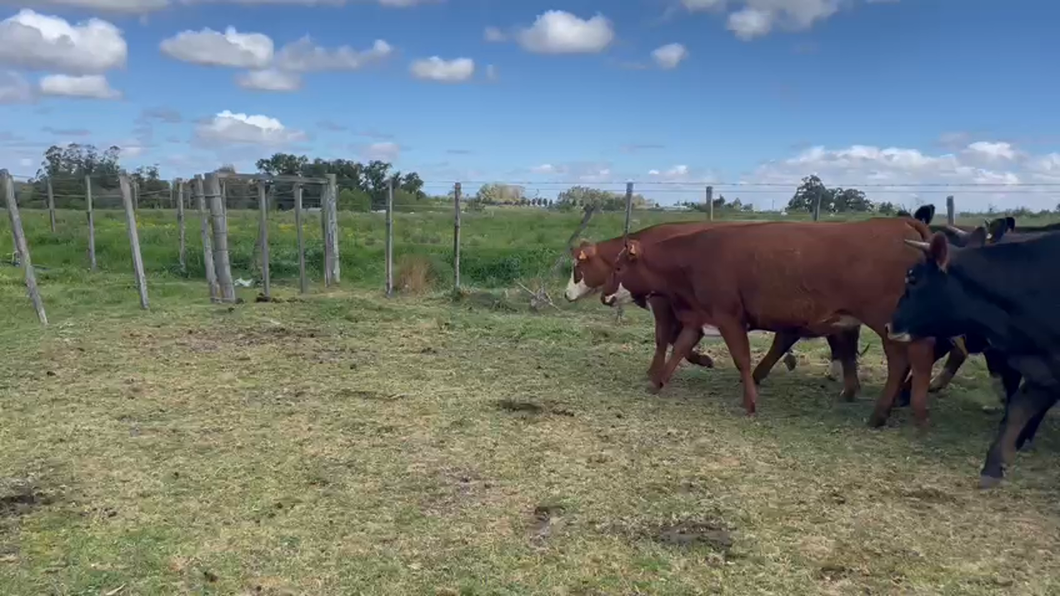 Lote 17 Vaquillonas  Angus y Hereford a remate en 9° Entre Martillos, Canelones