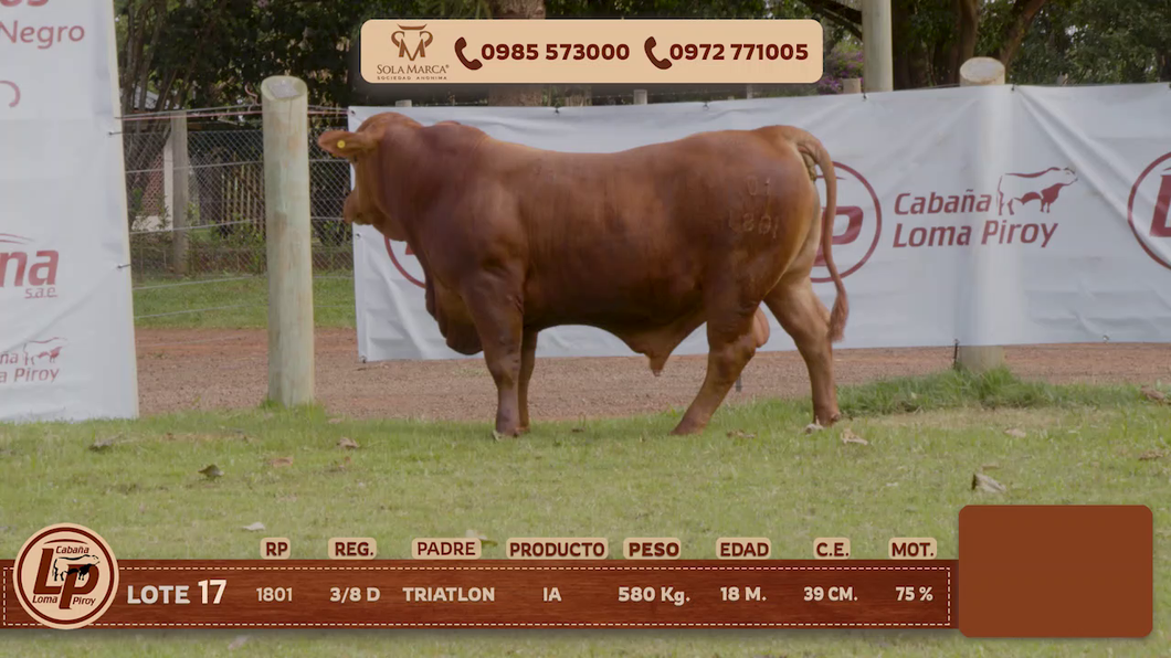 Lote MACHO