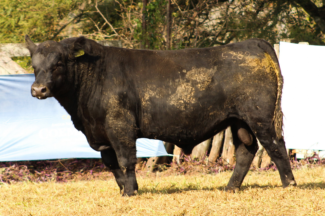 Lote CABAÑA COEMBOTÁ: RP 289