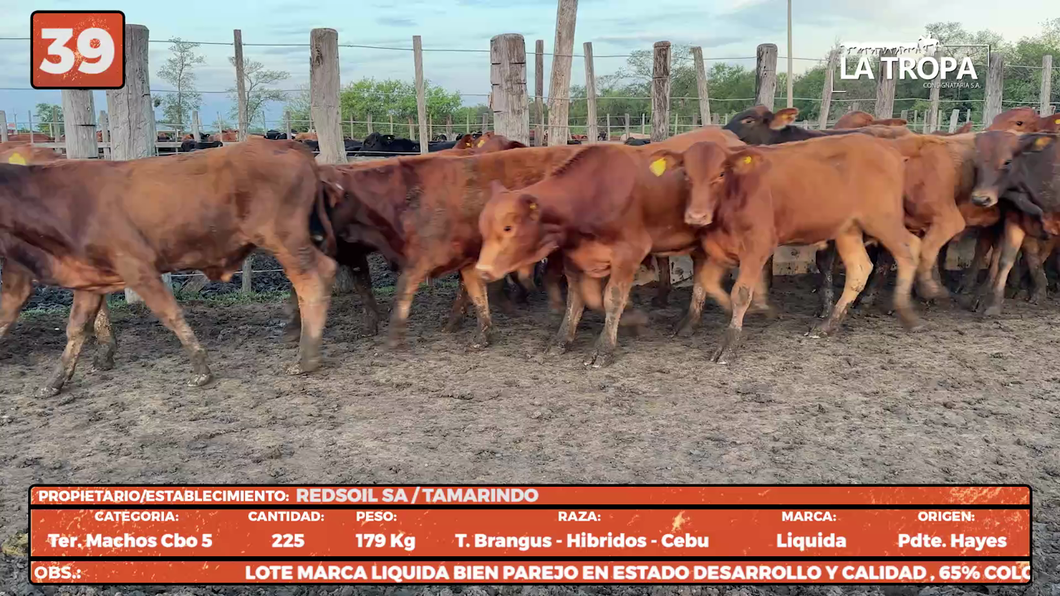 Lote LOTE 39