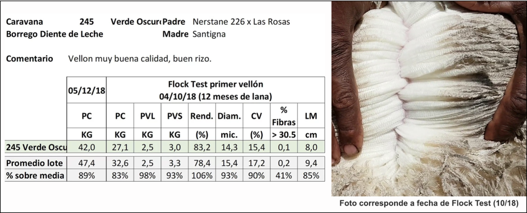 Lote Caravana 245