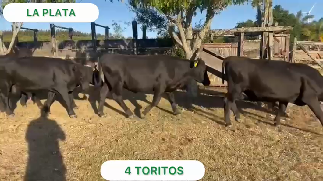 Lote 4 Toros en Lavalleja