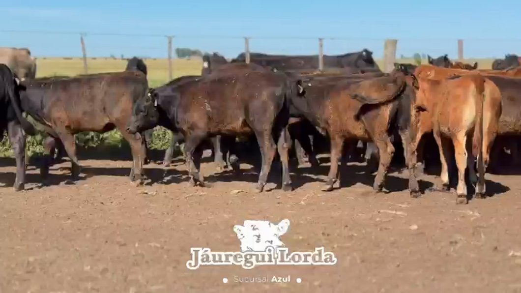 Lote 80 Terneras