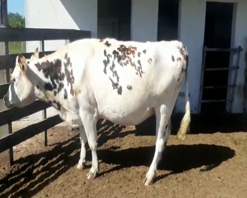 Lote 2 Vacas de Invernada HOLANDO Y NORMANDO a remate en Pantalla Camy - Febrero 2022 600kg - , San José