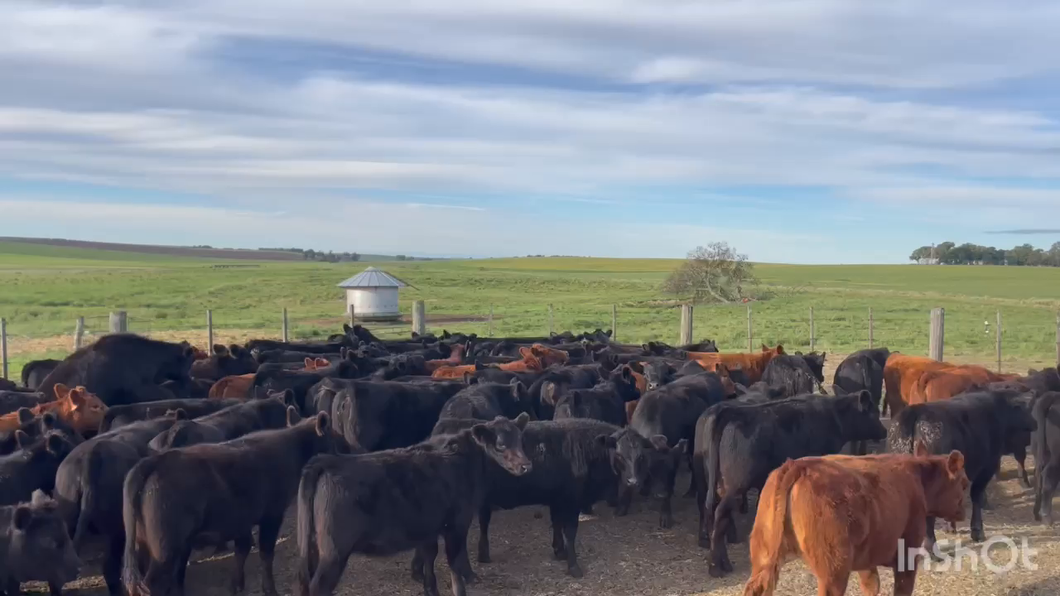 Lote 68 Terneras