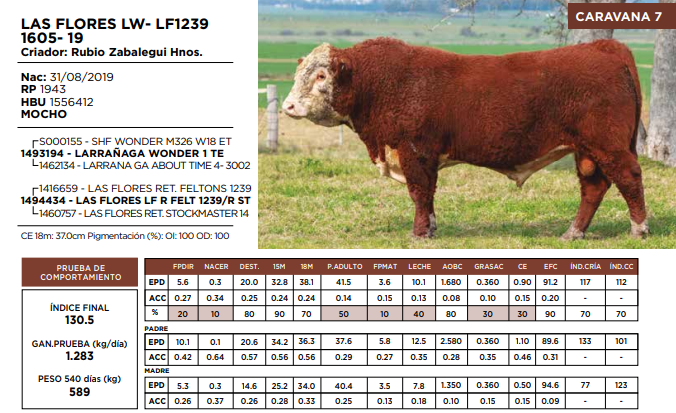 Lote LAS FLORES LW- LF1239 1605- 19  (GRUPO 1)