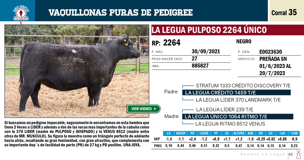 Lote VAQUILLONAS PP REMATE