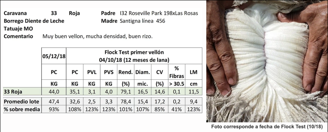 Lote Caravana 33