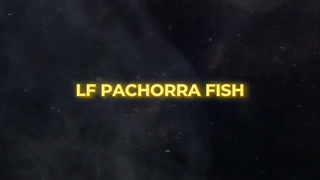 Lote LF Pachorra Fish