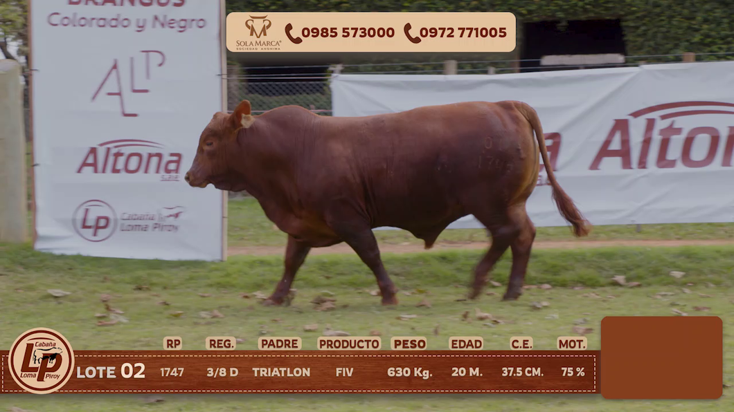Lote MACHO