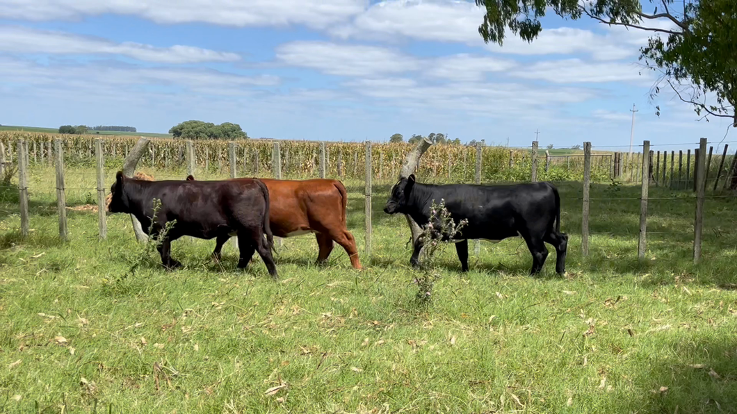 Lote TERNERAS