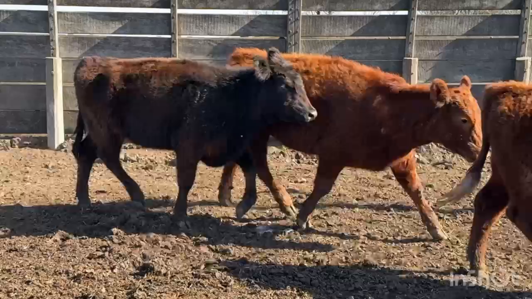 Lote 65 Terneras en Chascomús, Buenos Aires