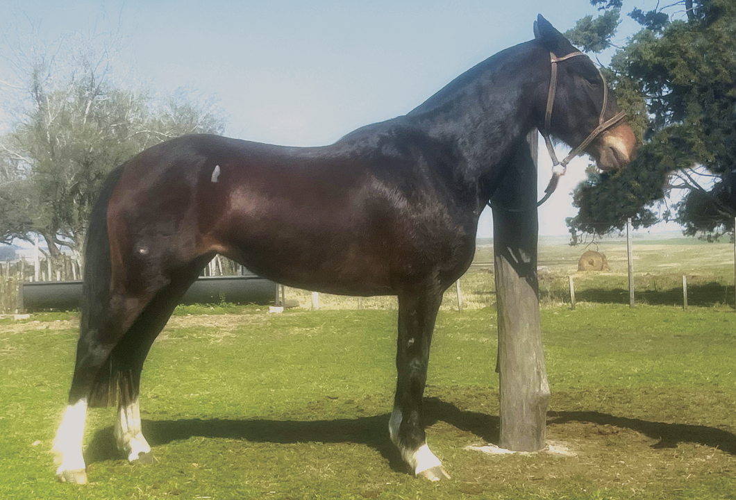 Lote ONZA RUMBEADORA