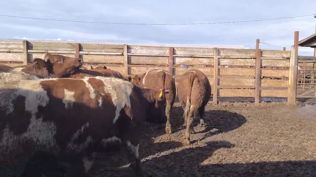 Lote 20 Novillo Gordo en Los Ángeles, VIII Región Biobío