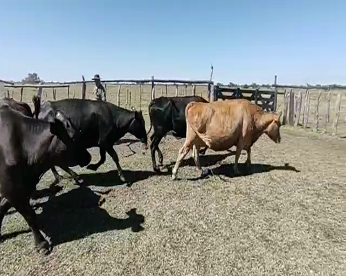 Lote 50 Vacas CUT preñadas en San José de Feliciano, Entre Ríos