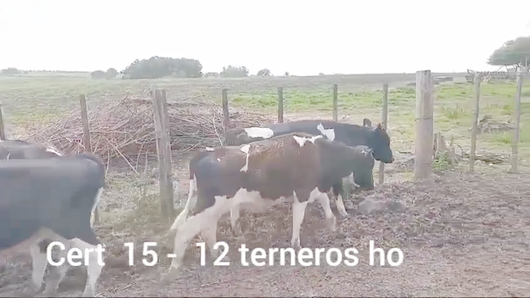 Lote TERNEROS