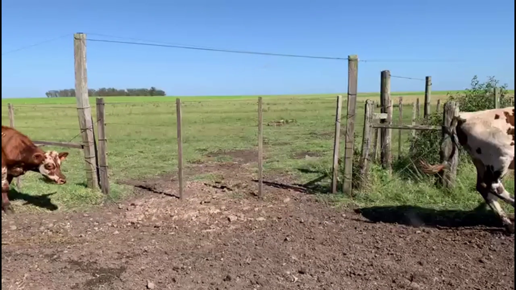 Lote TERNEROS