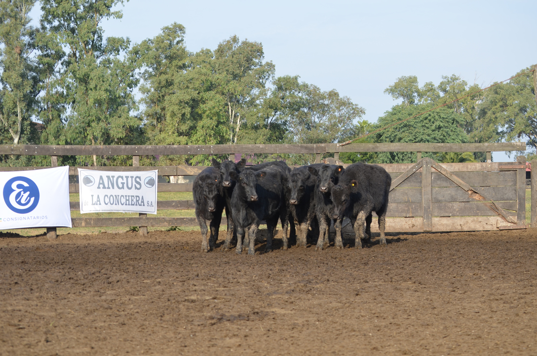 Lote ESTANCIA LA CONCHERA DE LA CONCHERA SA: 10 TERNERAS GENERALES NEGRAS