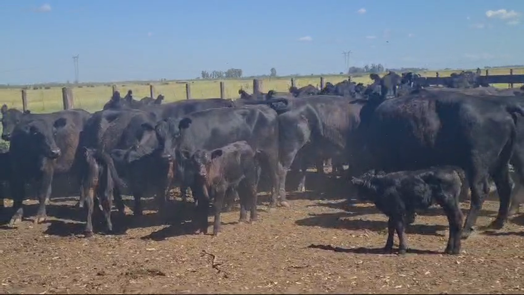 Lote 50 Vacas medio uso C/ cria