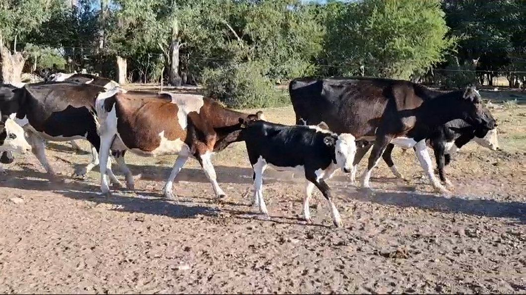 Lote PIEZAS DE CRIA