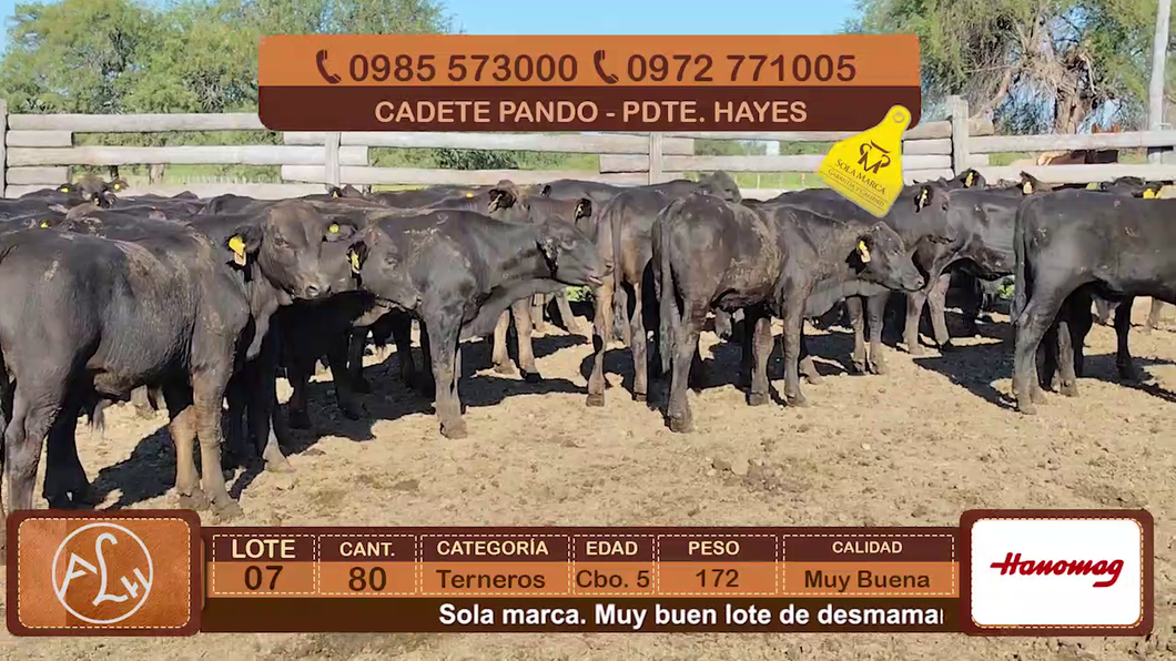 Lote Lote 7