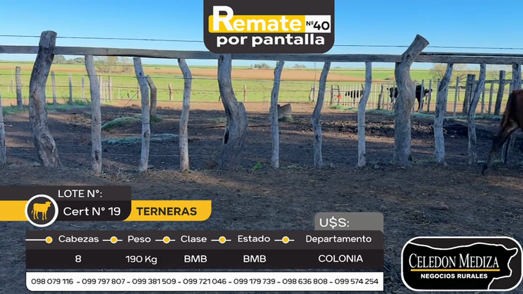 Lote 8 Terneras en La Horqueta, Colonia