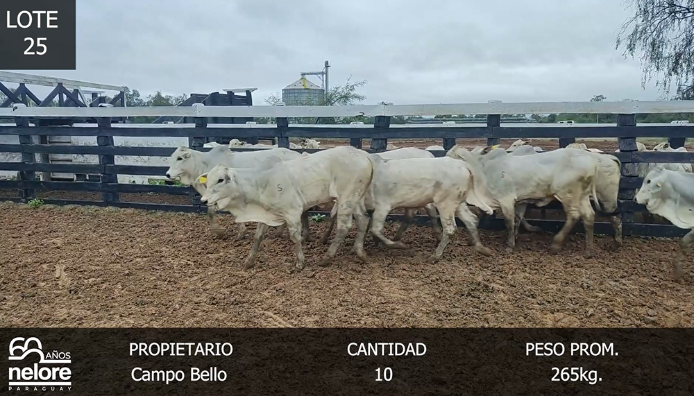 Lote LOTE 25