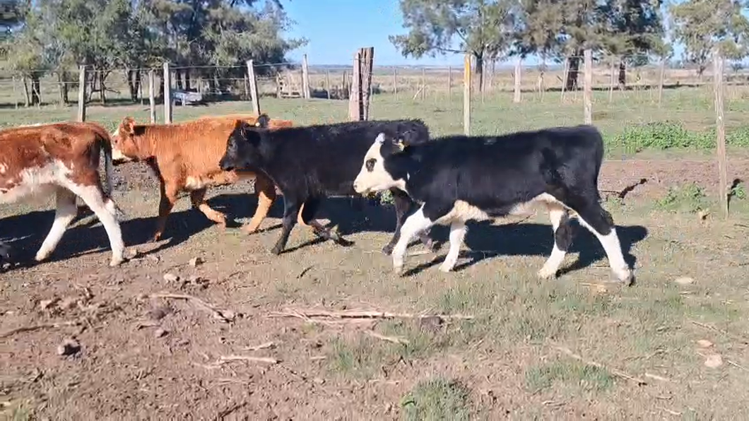 Lote TERNEROS Y TERNERAS