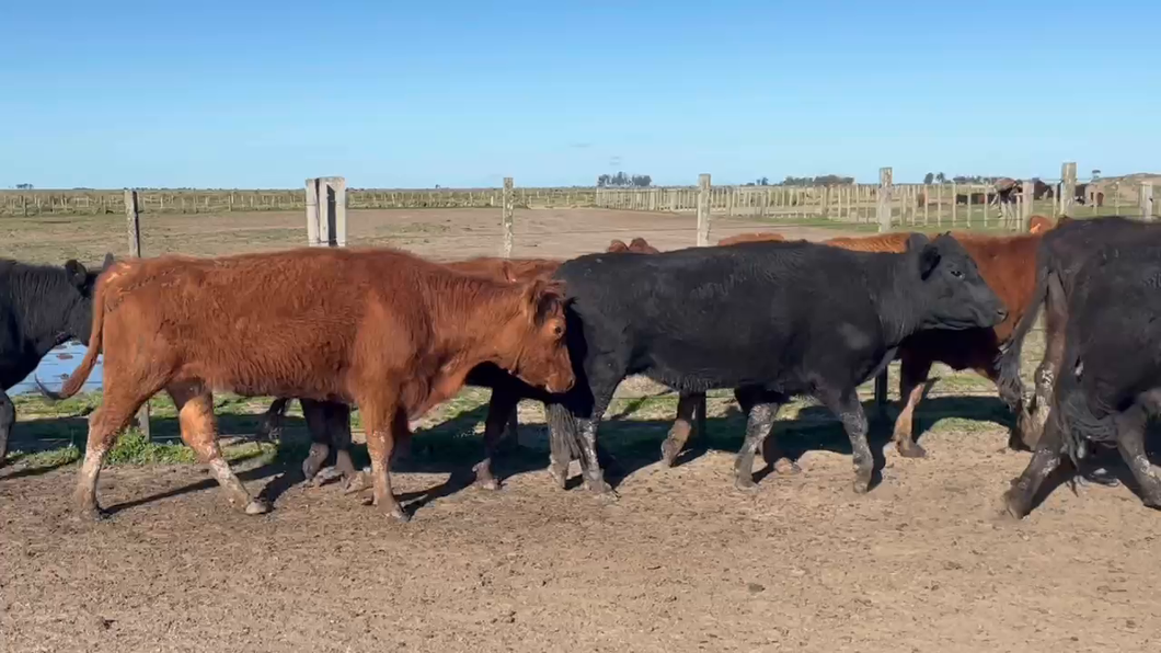 Lote 190 Vacas de Invernada en Costas de Ayala, Treinta y Tres