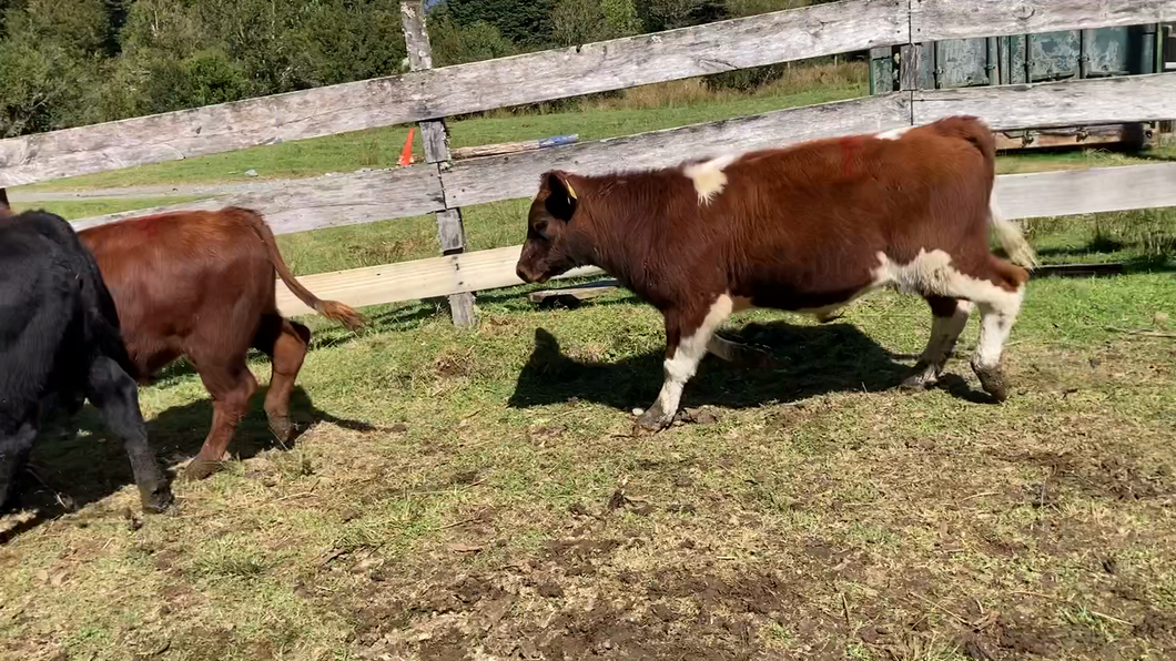 Lote 8 Ternero en Cisnes, XI Región Aysén