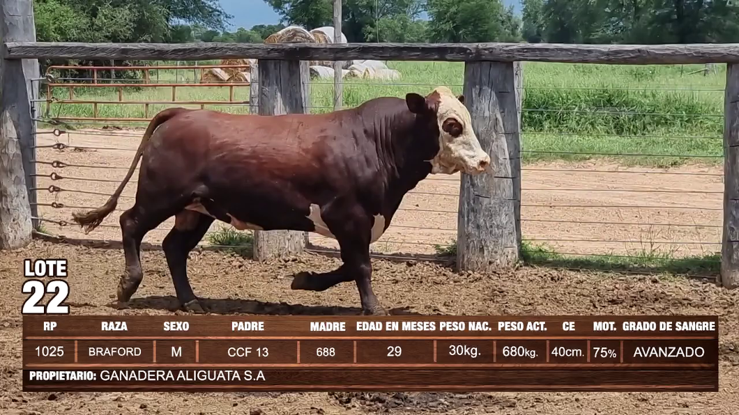 Lote Lote 22