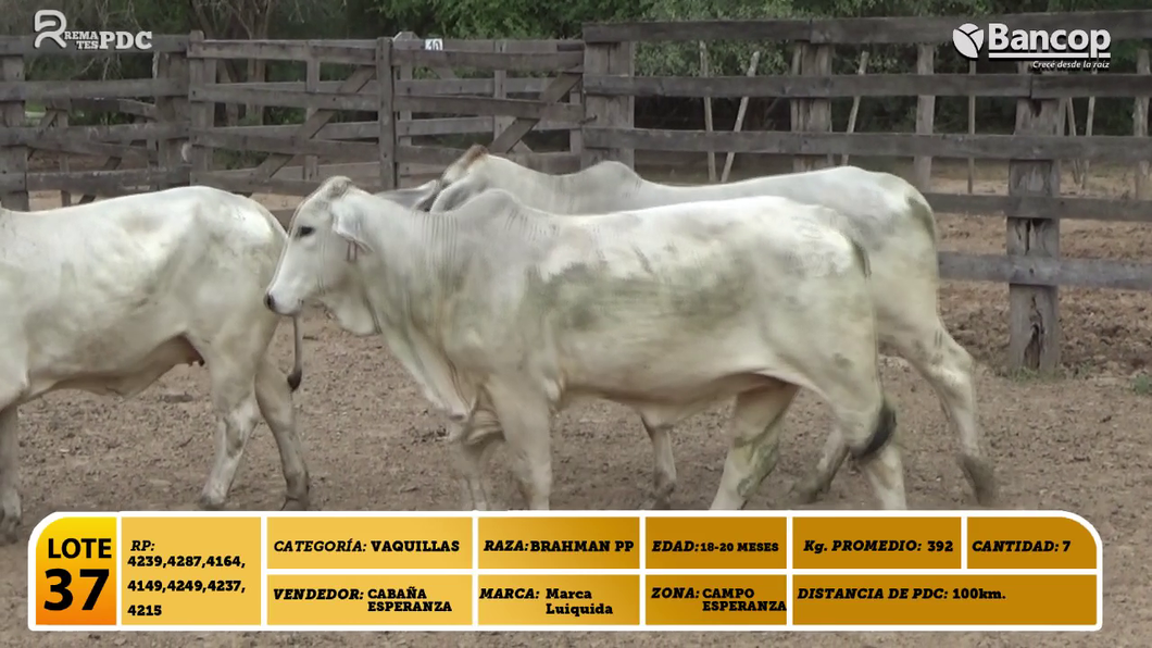 Lote 7 Vaquillas BRAHMAN PP a remate en Viernes 30 de mayo- Remates PDC, Boquerón