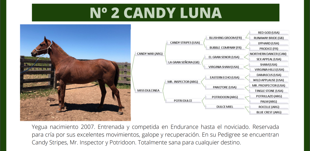 Lote N°2 Candy Luna