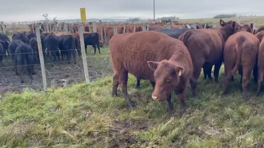 Lote 20 Vaquillonas/Vacas Gordas A-ANGUS  RED ANGUS a remate en Pantalla - Luis Zaldua 440kg -  en CARUMBE