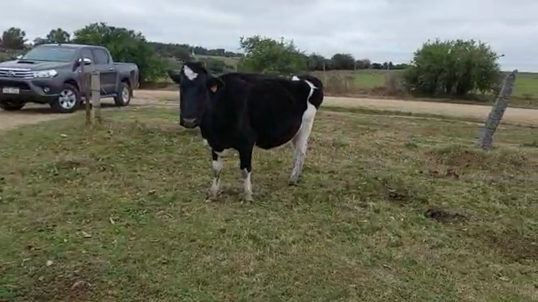 Lote 2 Vacas de Invernada HOLANDO a remate en PANTALLA CAMY 450kg - , San José