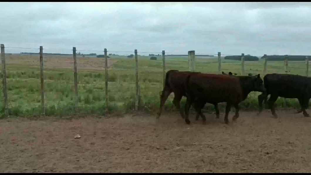 Lote 36 Vaquillonas 1 a 2 años en Goñi, Florida