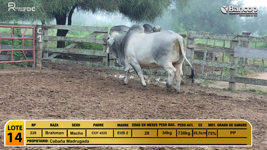 Lote Toros Brahman a remate en Viernes 30 de mayo- Remates PDC, Alto Paraguay