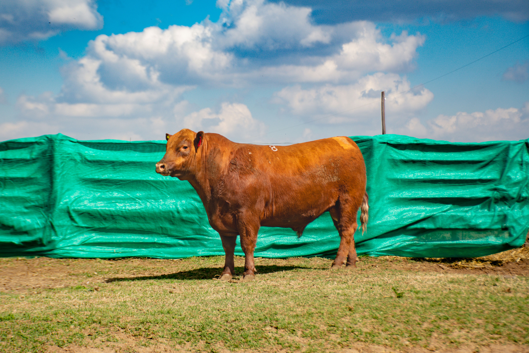 Lote Toros