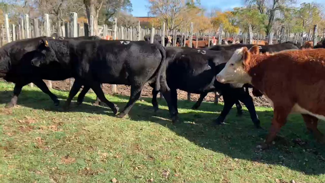 Lote 17 Vacas preñadas en Melo, Cerro Largo