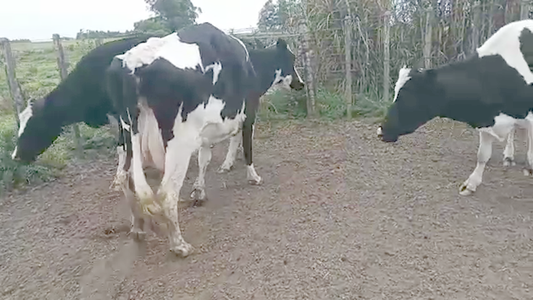 Lote 3 Vacas de Invernada HOLANDO a remate en REMATE POR PANTALLA 480kg - , San José