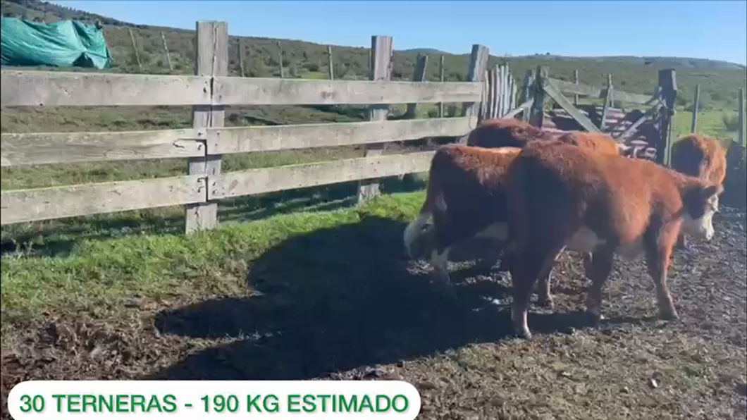 Lote 30 terneras