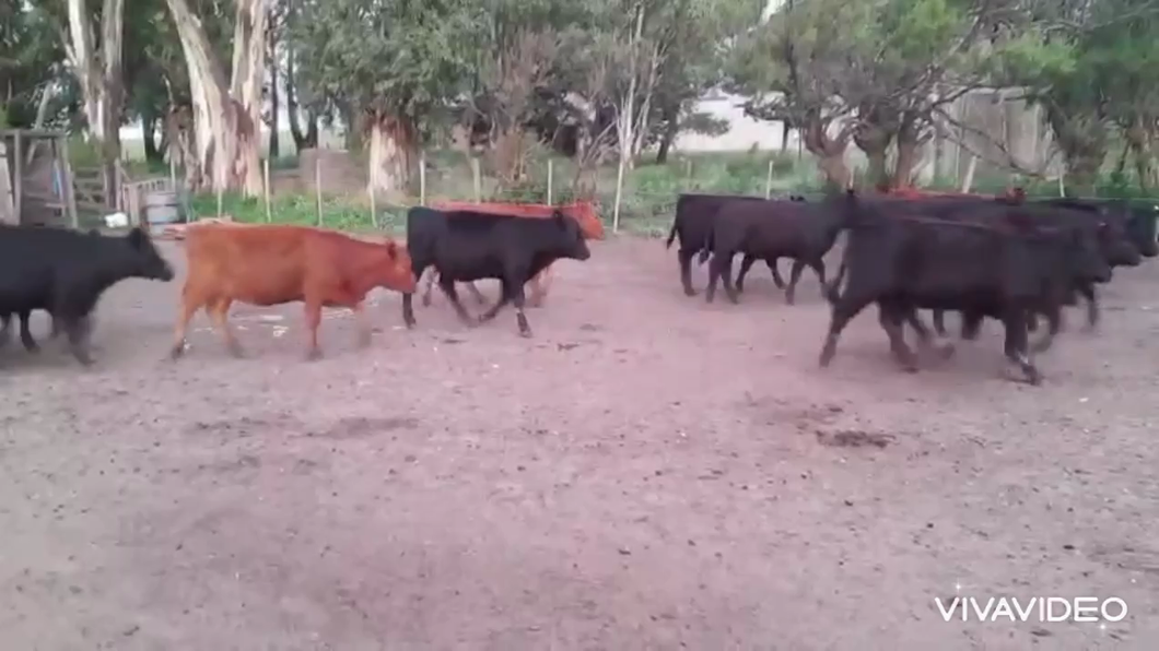 Lote 50 Terneras